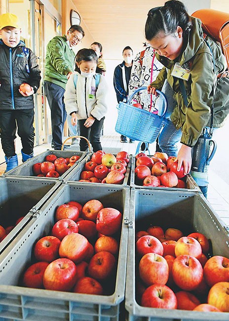 自宅からリンゴを籠に入れて学校に持ってきた児童（青森県鶴田町で）