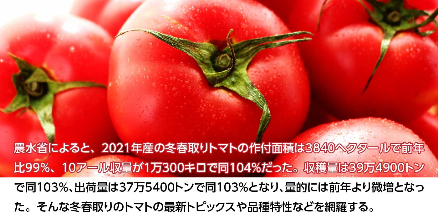 農水省によると、2021年産の冬春取りトマトの作付面積は3840ヘクタールで前年比99％、10アール収量が1万300キロで同104％だった。収穫量は39万4900トンで同103％、出荷量は37万5400トンで同103％となり、量的には前年より微増となった。そんな冬春取りのトマトの最新トピックスや品種特性などを網羅する。