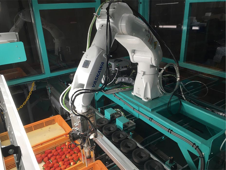 イチゴ選別パック詰めロボット