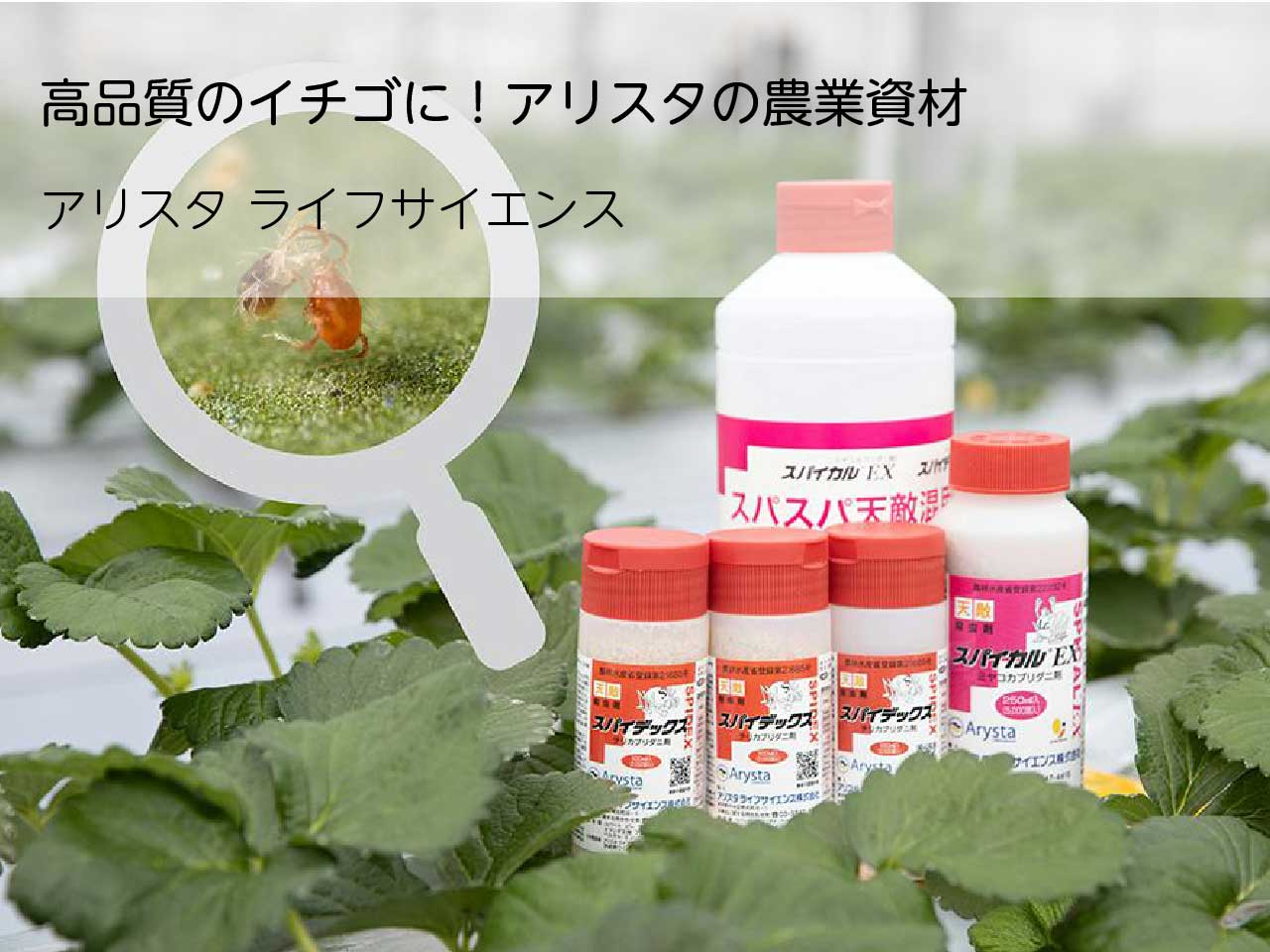広告：アリスタ ライフサイエンス／高品質のイチゴに！アリスタの農業資材