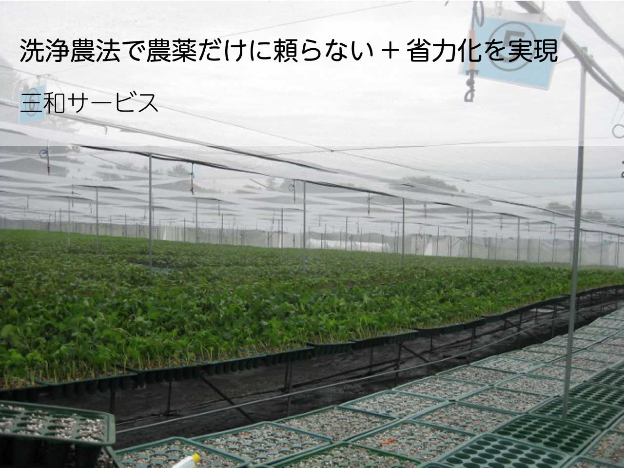 広告：三和サービス株式会社／洗浄農法で農薬だけに頼らない＋省力化を実現