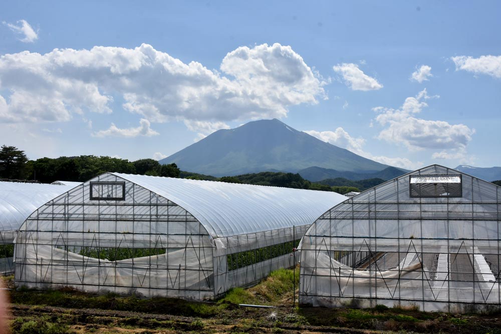 岩手山を臨む田村さんのハウス群