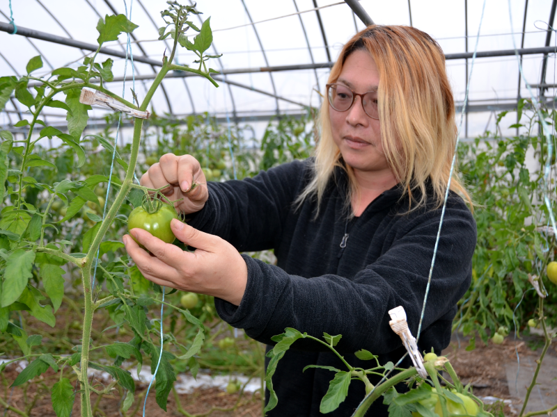 【最新トピックス】夏秋の大玉産地 生産量 新規就農者増え／岩手県・ＪＡ新いわて