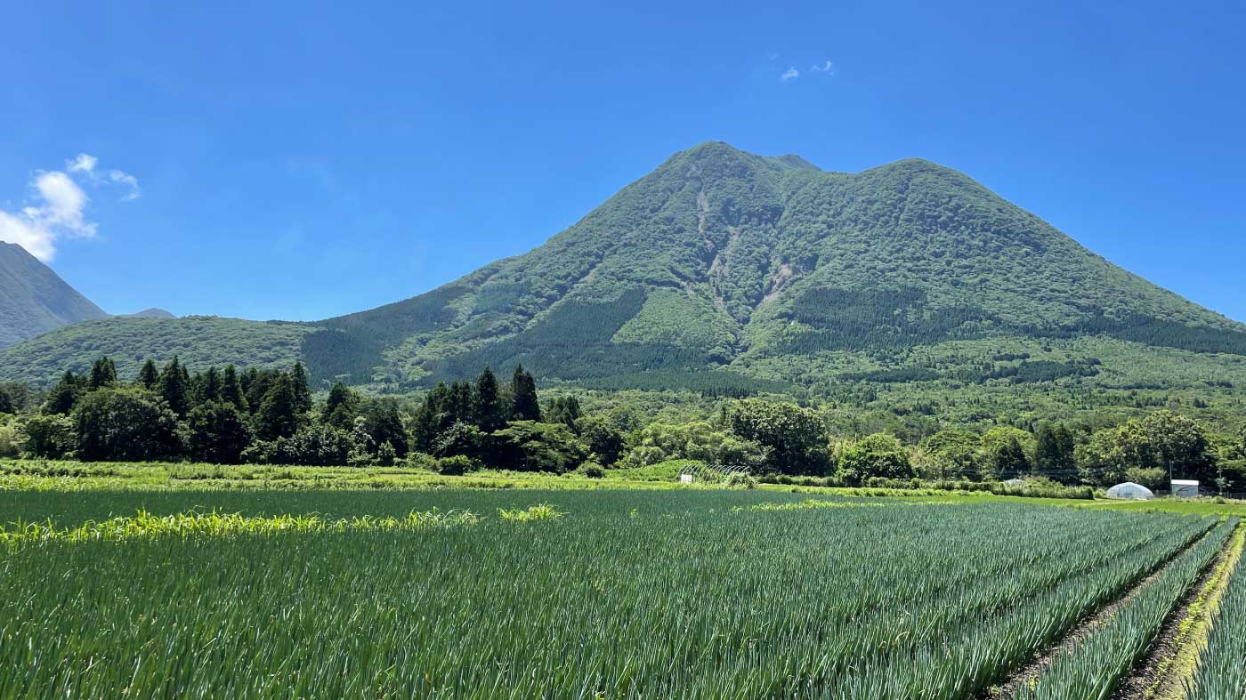 ねぎ特集2022年7月　イメージ画像