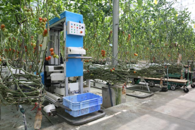 トマトの安定供給に向けて生産現場が取り組むこと／千葉大学　学術研究・イノベーション推進機構　特任教授　中野明正