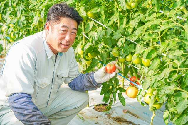 【産地レポート】熊本県
トマト王国　黄化葉巻で対策／ＪＡたまな　中央集荷センタートマト部会 部会長  倉野尾 英樹さん