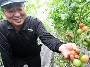 【産地レポート】福岡県 皮柔らかく良食味で人気　中玉「はなひめ」／ＪＡふくおか八女　中玉トマト部会　部会長  原 正彦さん