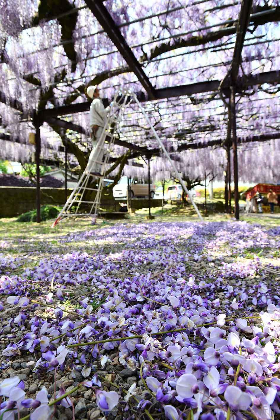刈られた 黒木大藤 の花 シロップ漬けで復活 福岡県八女市 日本農業新聞