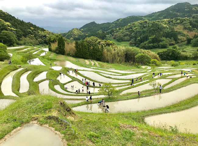 田植えをするオーナーら（千葉県鴨川市で＝NPO法人大山千枚田保存会提供）