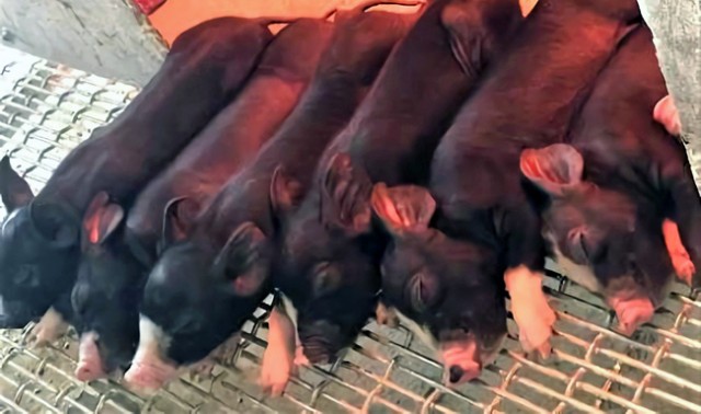 豚熱から再起 一時飼養ゼロから黒豚に初挑戦 繁殖も好調 愛知県立渥美農高 日本農業新聞 豚熱から再起 一時飼養ゼロから黒豚に初挑戦 繁殖も好調 愛知県立渥美農高 日本農業新聞
