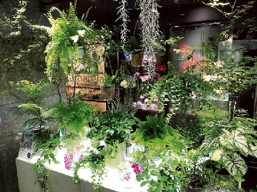 真夏の花き フェア満開 熱帯 観葉植物の魅力アピール クール便でサブスクも 日本農業新聞 真夏の花き フェア満開 熱帯 観葉植物の魅力アピール クール便でサブスクも 日本農業新聞