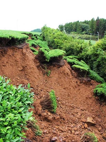 大雨１週間 茶畑崩落 被害全容把握遠く 佐賀 嬉野市 日本農業新聞
