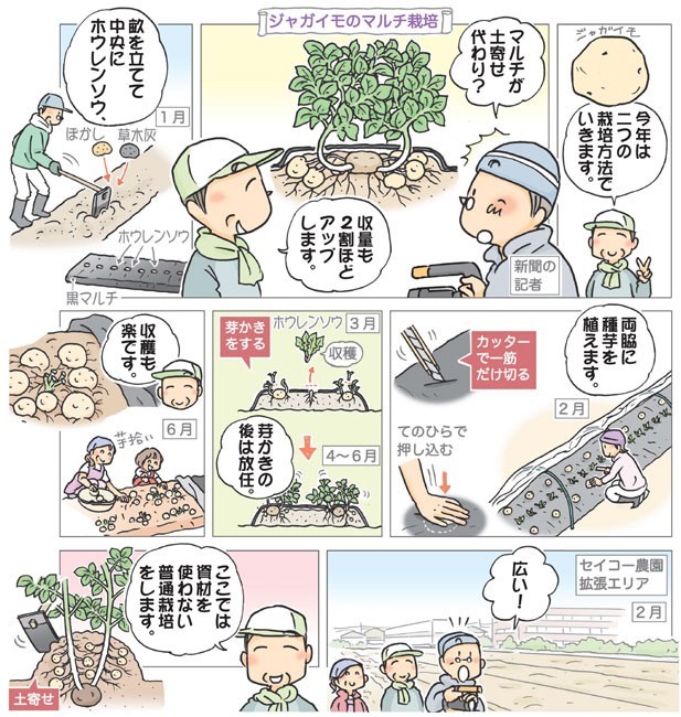 おまかせ菜園フクダ流 ジャガイモ 上 ２通りの栽培法実践 日本農業新聞
