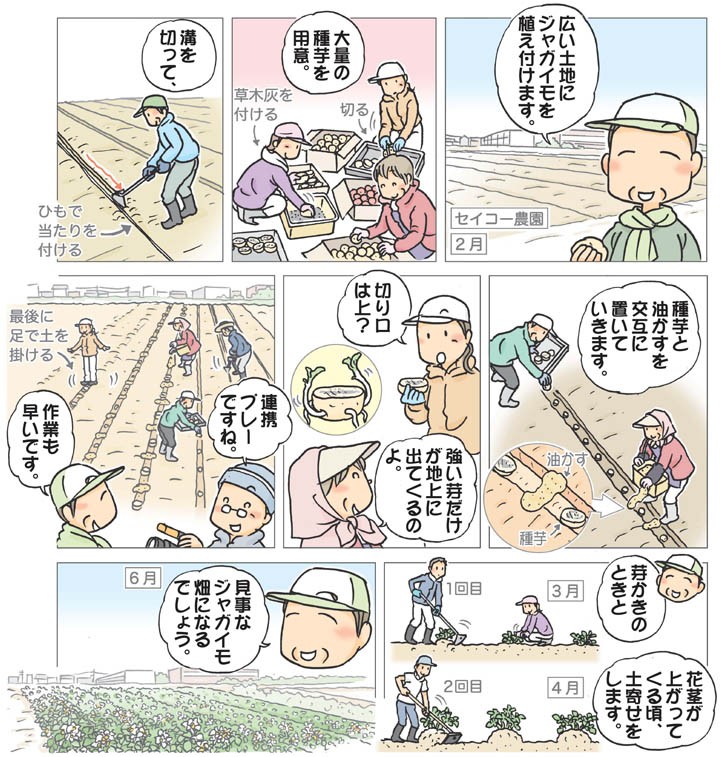 おまかせ菜園フクダ流 ジャガイモ 下 拡張した畑で6品種 日本農業新聞 おまかせ菜園フクダ流 ジャガイモ 下 拡張した畑で6品種 日本農業新聞
