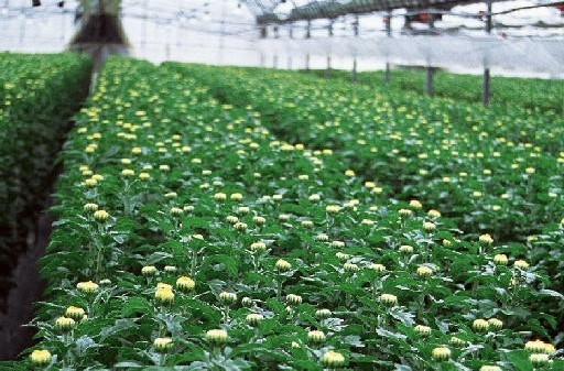 春の彼岸用 切り花相場が堅調 不足感で平年比１割高 日本農業新聞