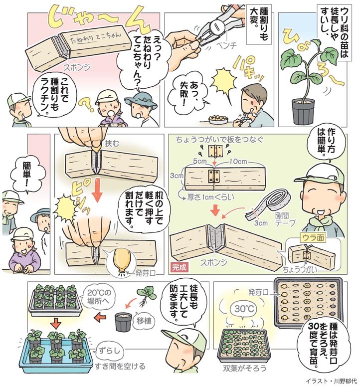 おまかせ菜園フクダ流 ウリ科の種まき 発芽助ける道具活躍 日本農業新聞