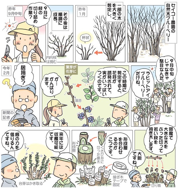 おまかせ菜園フクダ流 ブルーベリーの剪定と接ぎ木 適切な時期に大胆に 日本農業新聞