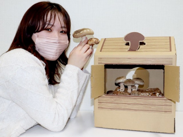 国産シイタケ育てよう 自宅で楽しむキット販売 全農ビジネスサポート / 日本農業新聞