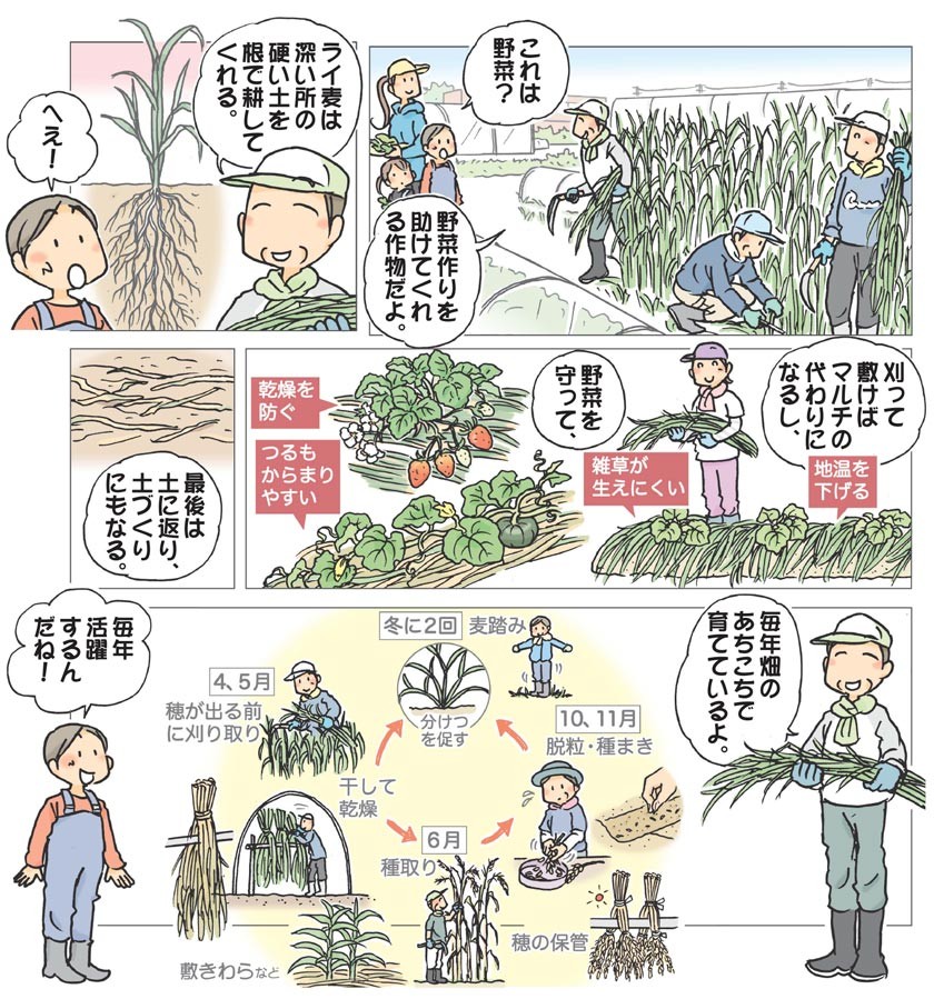 おまかせ菜園フクダ流］ライ麦 敷きわらとして重宝 / 日本農業新聞