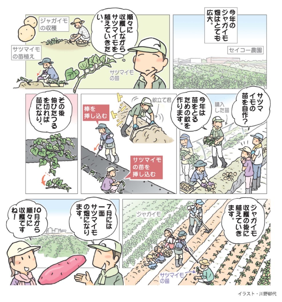 おまかせ菜園フクダ流］サツマイモ 畝立て直し苗生産も / 日本農業新聞