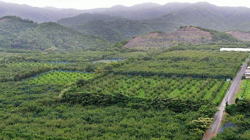 あんぐる 完熟ころころどっさり 日本一の梅産地 和歌山県みなべ町 日本農業新聞