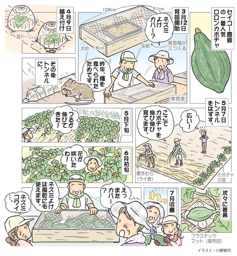 おまかせ菜園フクダ流］ロロンカボチャ伸び伸び 金網でネズミも退散