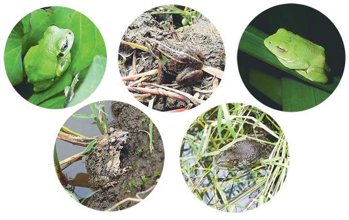 （左上から時計回りに）ニホンアマガエル、トウキョウダルマガエル、シュレーゲルアオガエル、ウシガエル、ヌマガエル（ウシガエルを除き松島さん提供）