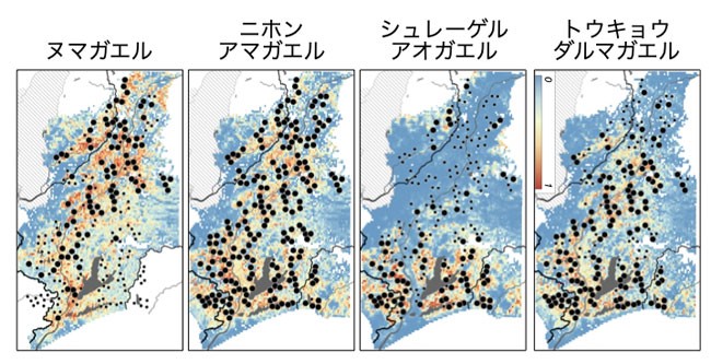 鳴き声を基に作成したカエルの分布図。太い黒丸が生息が確認された地点で、小さい黒丸が調査地点