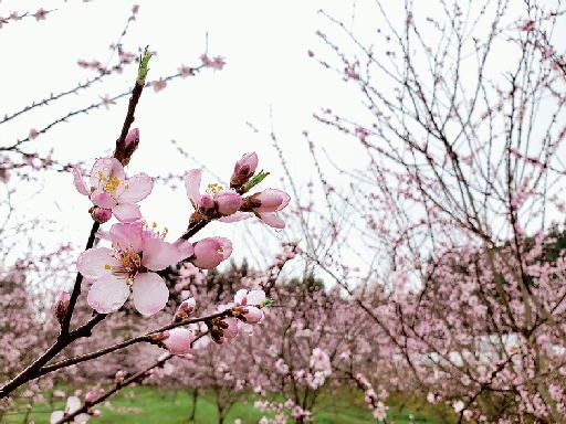 3月ごろになると桜に似たきれいな花を咲かせる（鹿児島県湧水町提供）