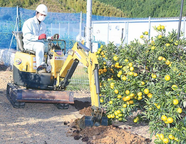 パワーショベルを使った温州ミカン園の土壌改良(静岡市で)