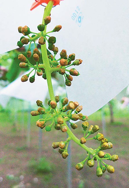 開花異常が発生した花穂。花冠が外れず変色した（山梨県甲州市で＝内田伸さん提供）