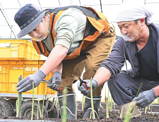 番組で出会った新規就農者と共に、アスパラガスを収穫する工藤さん（左）（栃木県足利市で、釜江紗英写す）