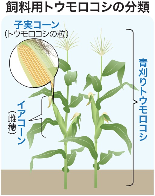 子実コーンとは何ですか？