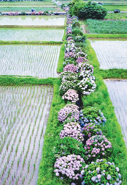 農業用水路に咲いたアジサイ（神奈川県開成町で）