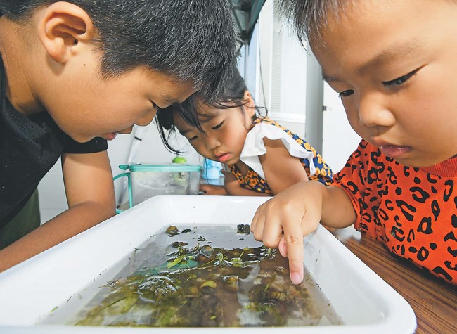 捕まえた生き物を観察する子どもたち（神奈川県小田原市で＝鴻田寛之写す）