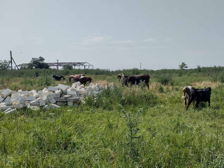 飼料も不足しており、牛は放牧されている（ミコライフ州で）