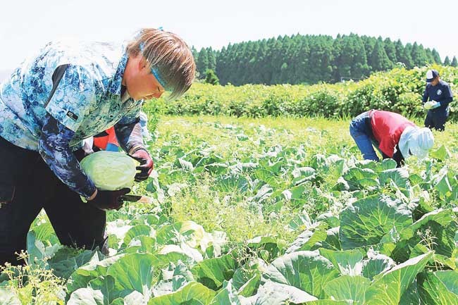 キャベツを収穫する足立さん（左）ら菜果野アグリのアルバイト（大分県竹田市で）
