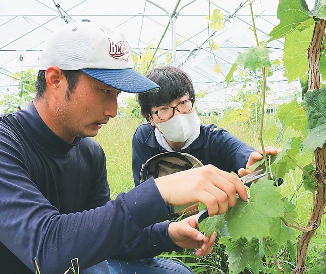 ブドウ栽培トレーニング施設の受講生に摘芯の仕方を説明するJA職員（右）（滋賀県多賀町で）