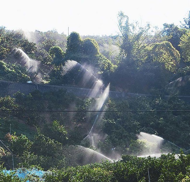 乾燥ストレスを緩和するために１０月下旬、秋では異例のスプリンクラー散水に踏み切ったミカン園地（愛媛県宇和島市で）