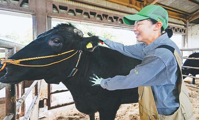 農場で和牛の世話をする栃木農業高校の生徒（いずれも栃木市で）