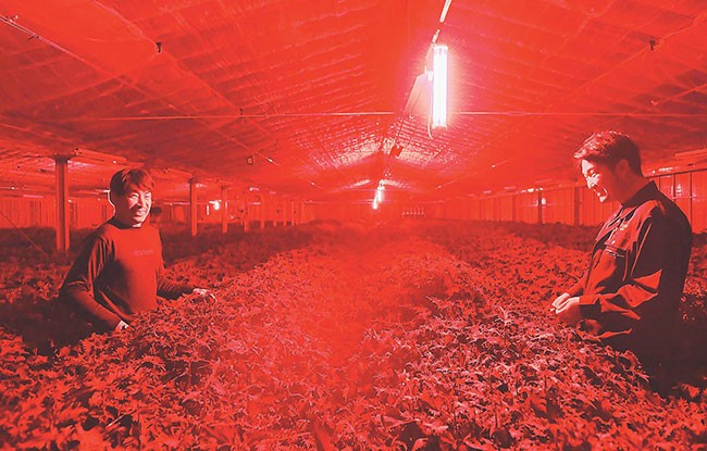 赤色ＬＥＤに照らされた大葉の栽培施設（愛知県豊川市で）