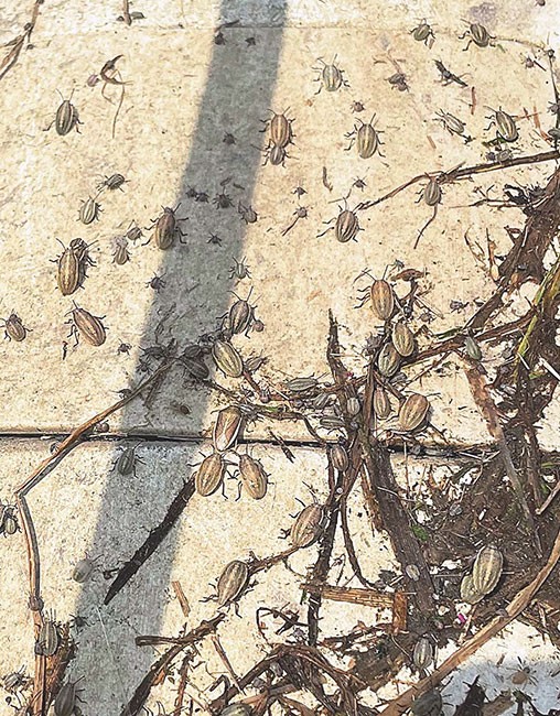 大量発生したイネカメムシ。成虫やさまざまな齢期の幼虫が見られる（読者提供）