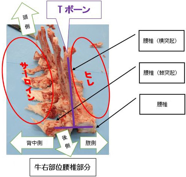 牛の右部位腰椎部分