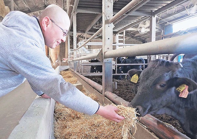 与論島から導入した牛に飼料を与える浅野さん（福岡県久留米市で）