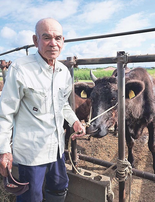 与論島で牛を飼う入来さん（鹿児島県与論町で）