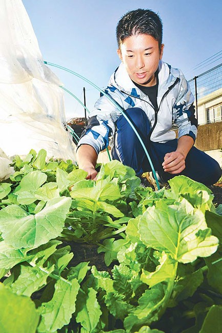 キャンパス内で栽培する「大根踊り」用のダイコンを確認する加藤さん（神奈川県厚木市で＝鴻田寛之写す）