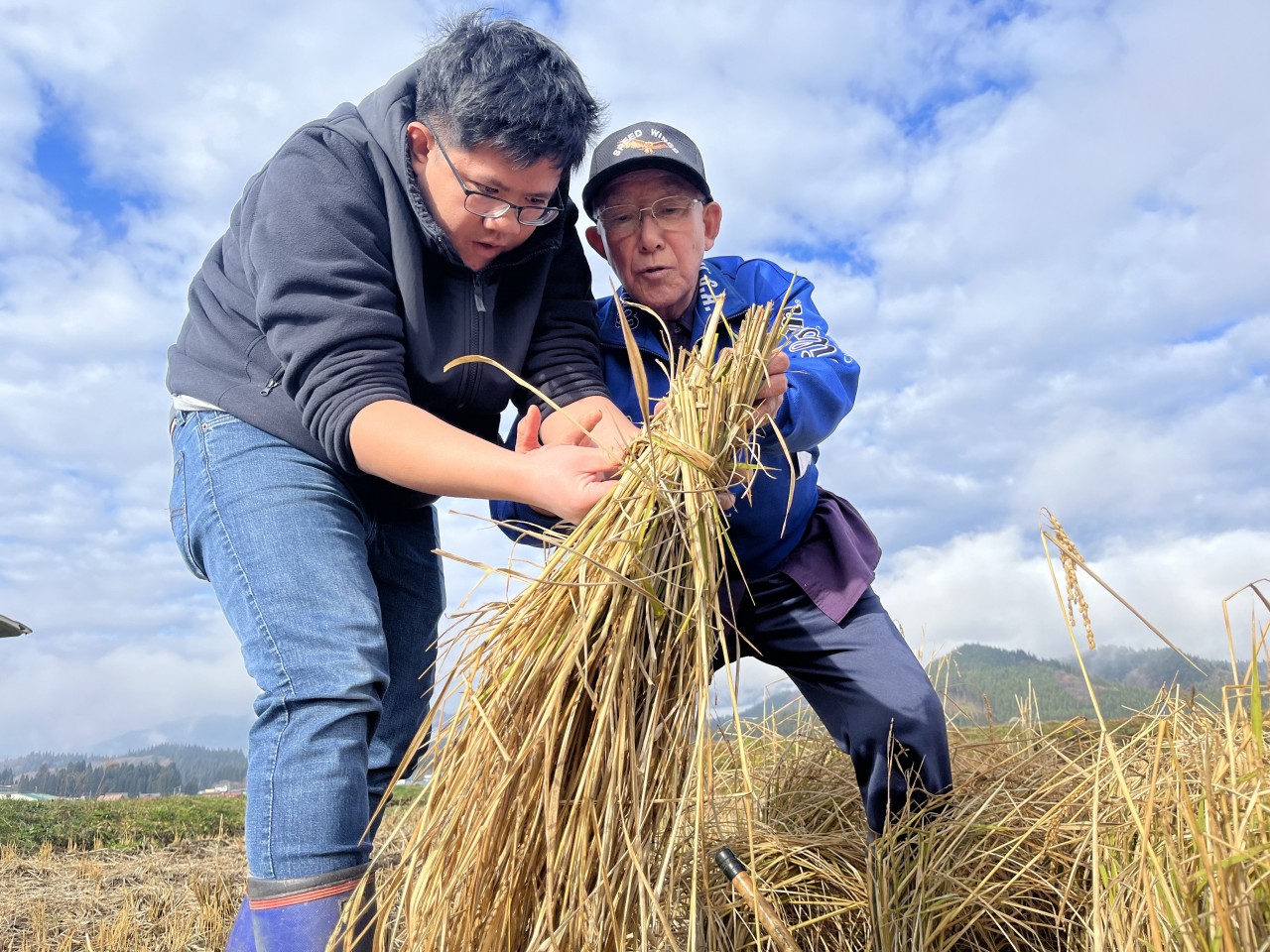 鎌で刈った稲をわらでくくるバンさん（左）と指導する山内さん（秋田県大館市で）