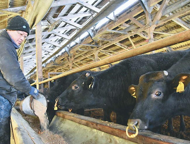 「東伯和牛」のうま味が増すようにこだわった飼料を与える（鳥取県琴浦町で）