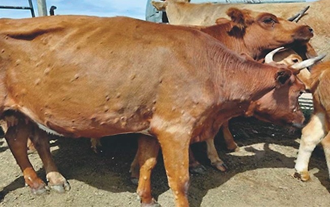 ランピースキン病にかかった牛の様子。皮膚にコブが現れることが多い（いずれもモンゴル国中央獣医学研究所提供）