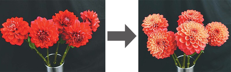 花弁の色が変わる「エターニティサンセット」。咲き始めの状態(左)と採花から５日目の状態(右)（農研機構提供）